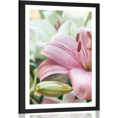 Plakát s paspartou růžová lilie v rozkvětu - 30x45 silver