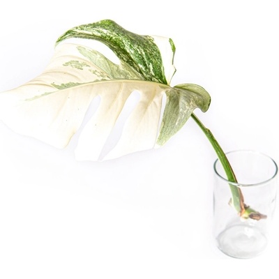 Gardners Monstera deliciosa variegata - řízek k zakořenění Monstera skvostná