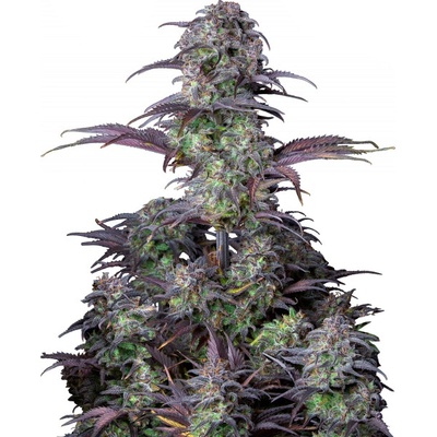 Fastbuds Original Auto Blueberry semienka neobsahujú THC 10 ks