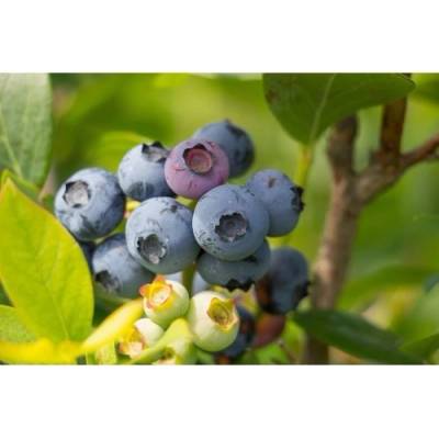 Čučoriedka kanadská (Vaccinium corymbosum) ´CHANDLER´- stredne skorá, výška 50-70 cm, kont. C2L