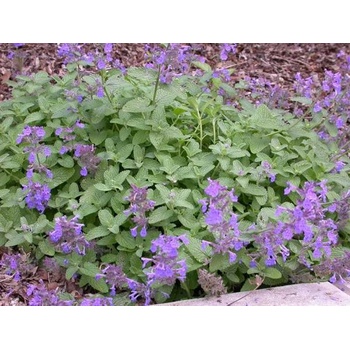 Nepeta faassenii (šanta kočičí)