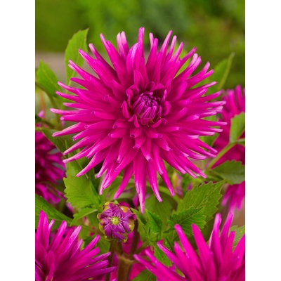Jiřina 'Purple gem' 1 ks