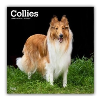 Browntrout Verlags GmbH Collies - Langhaarcollie 2026 - 16-Monatskalender