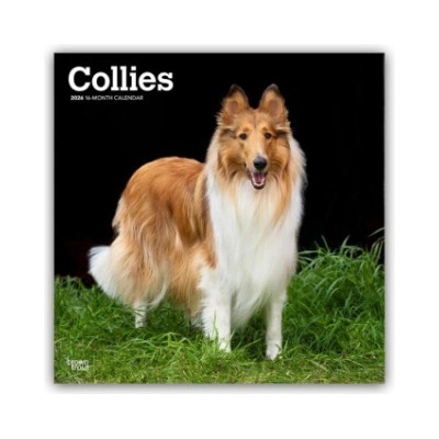 Browntrout Verlags GmbH Collies - Langhaarcollie 2026 - 16-Monatskalender | BrownTrout Publishers Inc