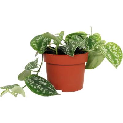 Šplhavnice, šplhavník FloraSelf Scindapsus pictus 15-20 cm květináč Ø 12 cm 1 ks