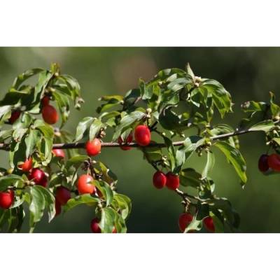 Drieň jedlý (Cornus mas) ´JOLICO´ výška 20-30 cm, kont. C1,5L