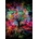 Magnolia - Puzzle Colorful Tree - 1 000 piese