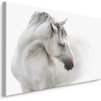 MyBestHome BOX Plátno Bílý Kůň V Mlze Varianta: 100x70