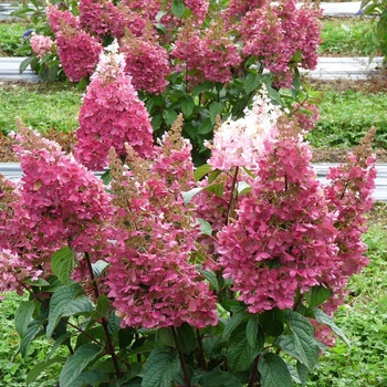 Pinky Winky® - Хортензия паникулата (Пинки Уинки)