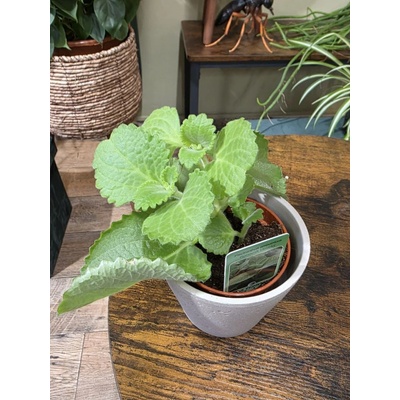 Rýmovník mexický – Hledejceny.cz