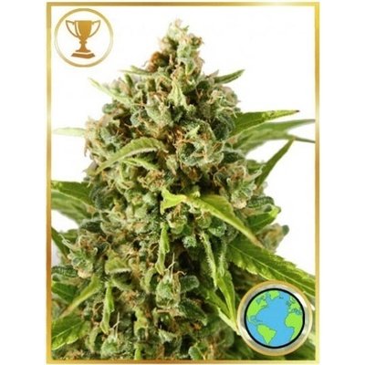 Mr. Hide Seeds Mr. Mother Earth semienka neobsahujú THC 100 ks