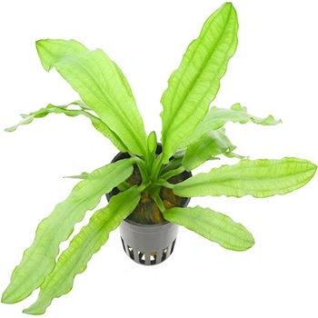 Echinodorus Major