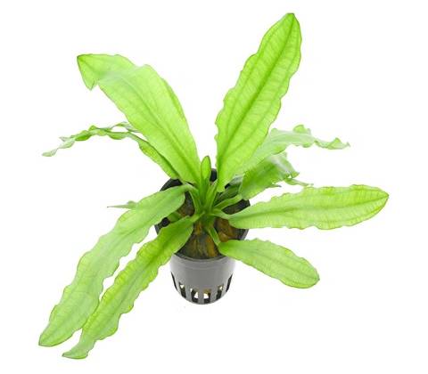 Echinodorus Major