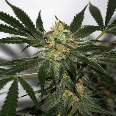 Mr. Nice Early Skunk regular semienka neobsahujú THC 15 ks