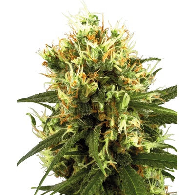White Label White Haze Automatic semienka neobsahujú THC 10 ks