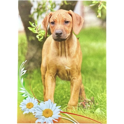 Pohlednice pes - Rhodéský ridgeback