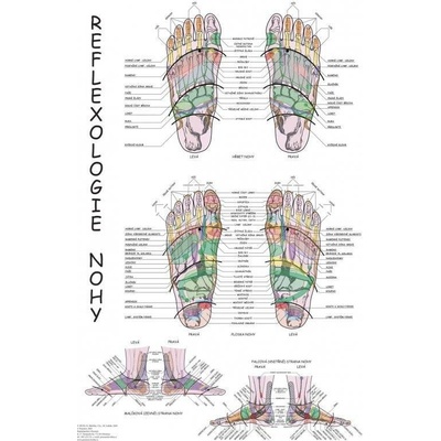 Plakát reflexologie nohy 63x47cm