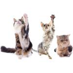 DIMEX ART Флизелинов фототапет котки в училище 375 x 250 см