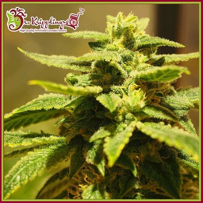 Dr. Krippling Seeds Krippling's Gelato semena neobsahují THC 5 ks