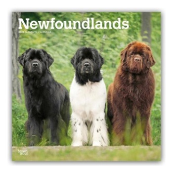 Browntrout Verlags GmbH Newfoundlands - Neufundländer 2026 - 16-Monatskalender | BrownTrout Publishers Inc