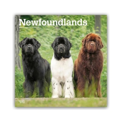 Browntrout Verlags GmbH Newfoundlands - Neufundländer 2026 - 16-Monatskalender | BrownTrout Publishers Inc