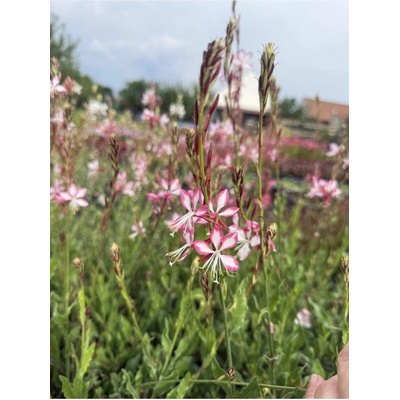 Gaura lindheimeri ROSY JANE - svíčkovec