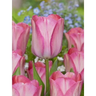 Tulipán 'Pink sound' 5 ks