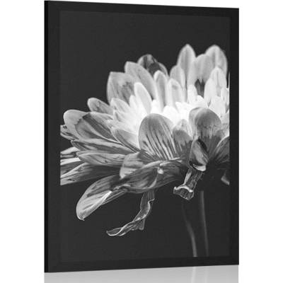 Plakát černobílá sedmikráska - 40x60 silver