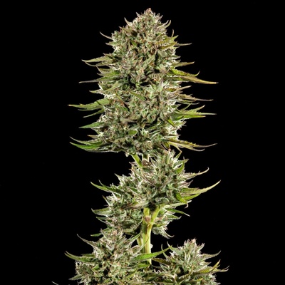 Trilogene Seeds Face Gas Auto semienka neobsahujú THC 5 ks
