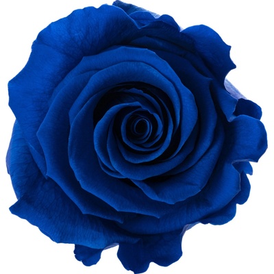 Lucy 5 Dark blue - tmavo modrá (Väzba 5x stabilizovaná "večná" ruža)