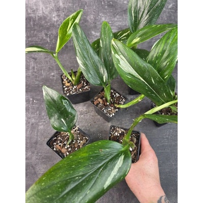 Pěstírna KYTKYshop Philodendron Cobra