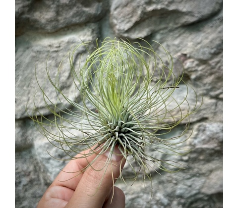 Tillandsia andreana
