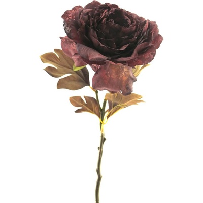 Pivoňka - Paeonia větev 'Dutch' (sušená) červená (burgundy) V62 cm