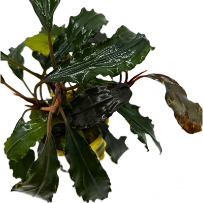 Bucephalandra sp biblis Red