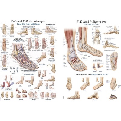 ERLER ZIMMER Plakáty Noha a klouby/Noha a nemoci nohou, 70x100 cm