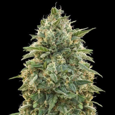Advanced Seeds Amnesia semienka neobsahujú THC 100 ks
