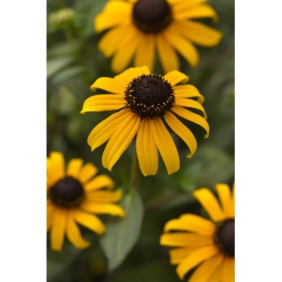 Rudbeckia fulgida GOLDBLITZ - rudbékie, třapatka zářivá