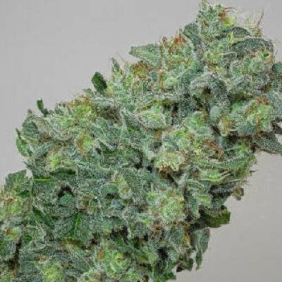 Mandala Seeds Flashberry regular semena neobsahují THC 5 ks