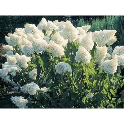 Hortenzia metlinatá Grandiflora, výška 20-30 cm, kvetináč 2 l