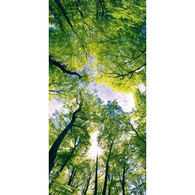 001 Samolepící fototapeta na podlahu - Klenby stromů, 85 x 170 cm