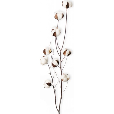 Bavlník větev bříza x9/80cm