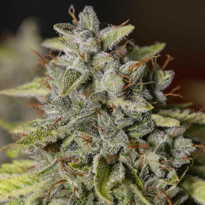 Eva Seeds Viejo Toby (Old Toby) semena neobsahují THC 3 ks
