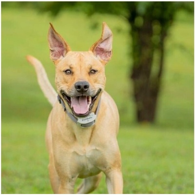 PetSafe® Extra obojek pro elektrický ohradník Classic