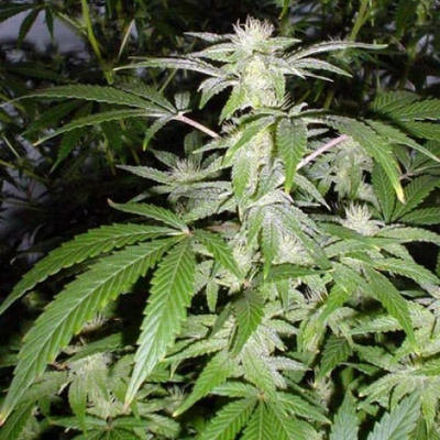 Mr. Nice Black Widow regular semienka neobsahujú THC 15 ks