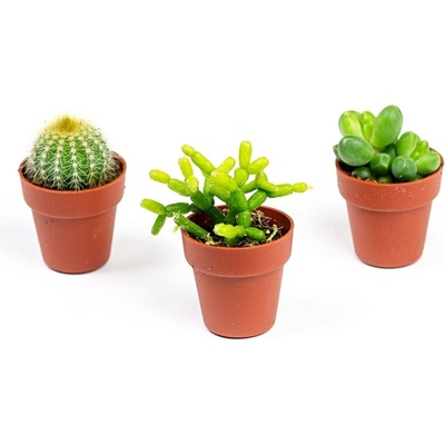 Gardners Set 3 ks rostlin Kaktusy mix, průměr 3,5 cm