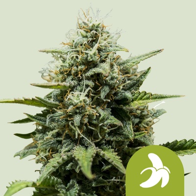 Royal Queen Seeds Fat Banana Auto semienka neobsahujú THC 1 ks