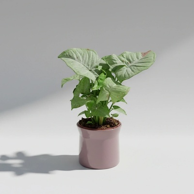 Syngonium ‘Milk Confetti’