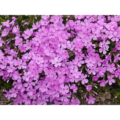 Flox šidlolistý Emerald Pink