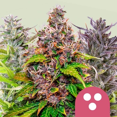 Royal Queen Seeds Feminizovaný Mix semienka neobsahujú THC 3 ks