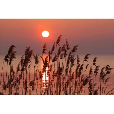 DIMEX ART Флизелинов фототапет тръстика на езерото 375 x 250 см